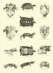 Página de The Pictorial Museum of Animated Nature
