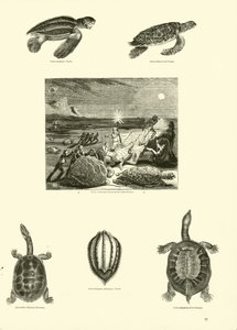 Página de The Pictorial Museum of Animated Nature
