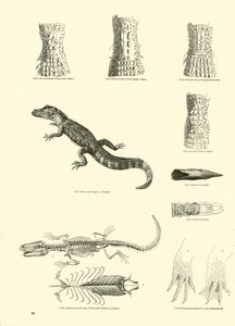Página de The Pictorial Museum of Animated Nature