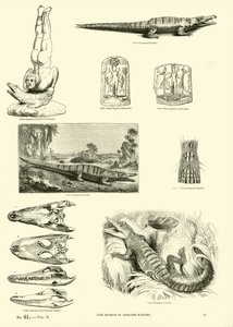 Página de The Pictorial Museum of Animated Nature