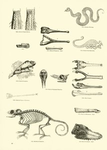Página de The Pictorial Museum of Animated Nature