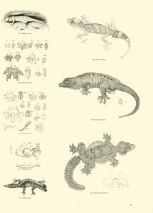 Página de The Pictorial Museum of Animated Nature