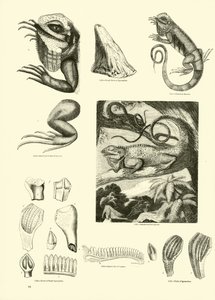 Página de The Pictorial Museum of Animated Nature