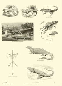 Página de The Pictorial Museum of Animated Nature