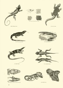 Página de The Pictorial Museum of Animated Nature