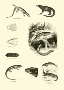 Página de The Pictorial Museum of Animated Nature