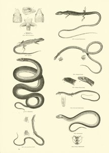 Página de The Pictorial Museum of Animated Nature