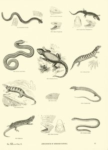 Página de The Pictorial Museum of Animated Nature