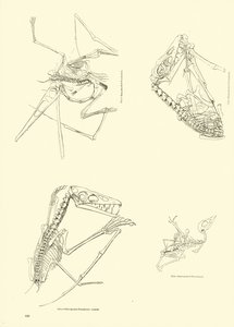 Página de The Pictorial Museum of Animated Nature