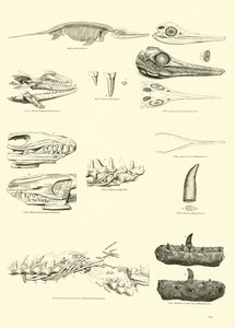Página de The Pictorial Museum of Animated Nature