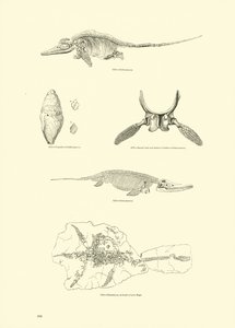 Página de The Pictorial Museum of Animated Nature