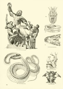 Página de The Pictorial Museum of Animated Nature