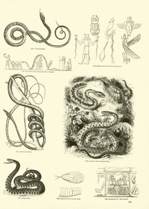 Página de The Pictorial Museum of Animated Nature