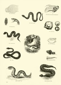 Página de The Pictorial Museum of Animated Nature