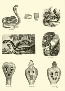 Página de The Pictorial Museum of Animated Nature