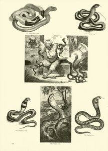 Página de The Pictorial Museum of Animated Nature