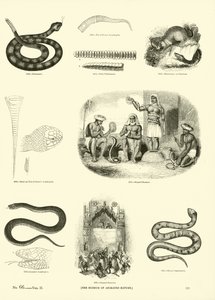 Página de The Pictorial Museum of Animated Nature