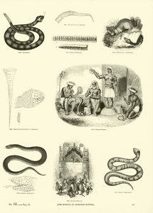 Página de The Pictorial Museum of Animated Nature de English School