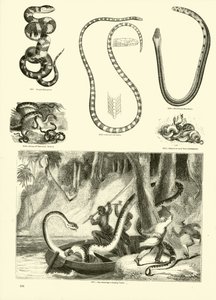 Página de The Pictorial Museum of Animated Nature