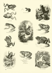 Página de The Pictorial Museum of Animated Nature