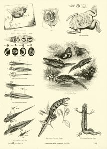 Página de The Pictorial Museum of Animated Nature