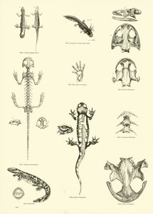 Página de The Pictorial Museum of Animated Nature