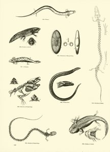 Página de The Pictorial Museum of Animated Nature de English School