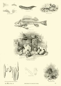 Página de The Pictorial Museum of Animated Nature
