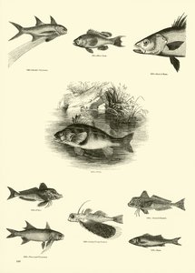 Página de The Pictorial Museum of Animated Nature de English School