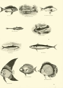 Página de The Pictorial Museum of Animated Nature