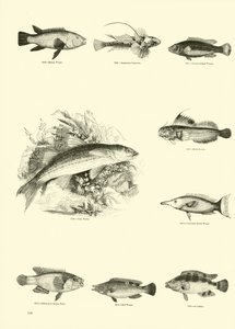 Página de The Pictorial Museum of Animated Nature