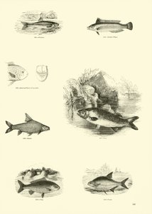 Página de The Pictorial Museum of Animated Nature