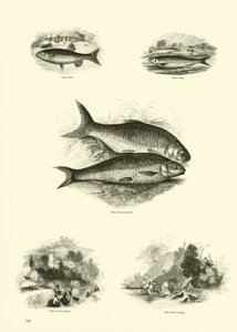 Página de The Pictorial Museum of Animated Nature de English School
