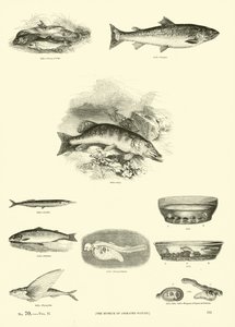 Página de The Pictorial Museum of Animated Nature