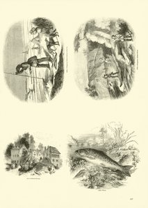 Página de The Pictorial Museum of Animated Nature