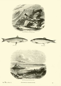 Página de The Pictorial Museum of Animated Nature