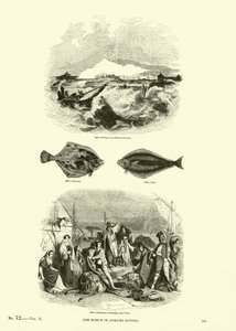 Página de The Pictorial Museum of Animated Nature
