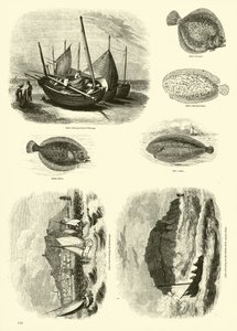 Página de The Pictorial Museum of Animated Nature
