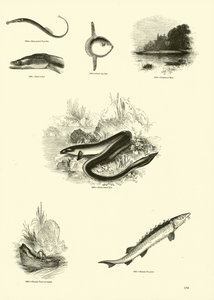 Página de The Pictorial Museum of Animated Nature