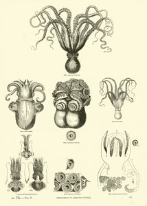 Página de The Pictorial Museum of Animated Nature de English School