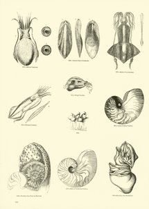 Página de The Pictorial Museum of Animated Nature