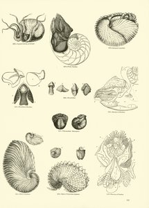 Página de The Pictorial Museum of Animated Nature