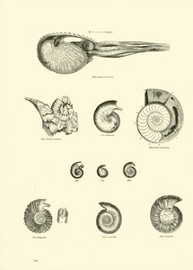 Página de The Pictorial Museum of Animated Nature
