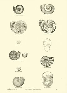Página de The Pictorial Museum of Animated Nature