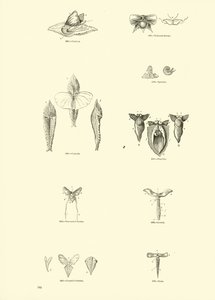 Página de The Pictorial Museum of Animated Nature