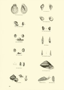 Página de The Pictorial Museum of Animated Nature