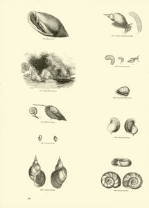 Página de The Pictorial Museum of Animated Nature