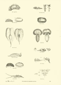 Página de The Pictorial Museum of Animated Nature