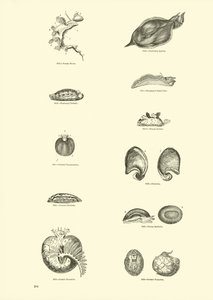 Página de The Pictorial Museum of Animated Nature