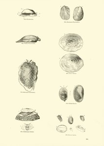 Página de The Pictorial Museum of Animated Nature
